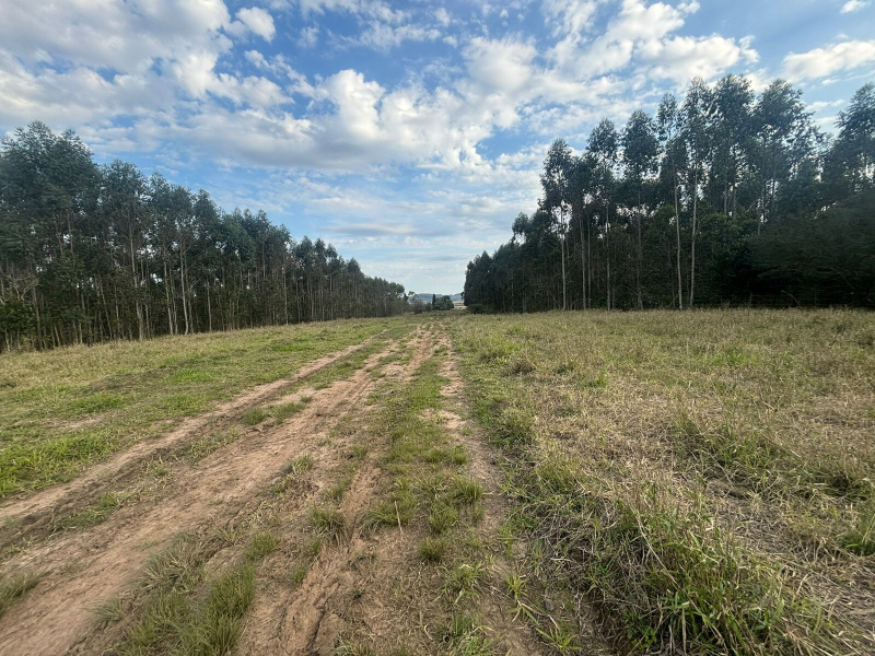 56,33 Hectares na Barra do Ribeiro/Rs