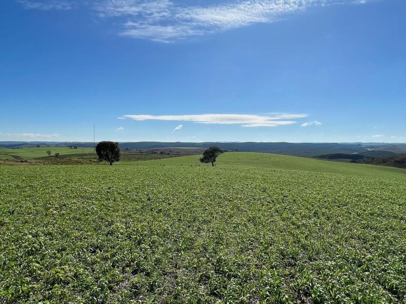 Fazenda com 1.590 Hectares em Santa Catarina