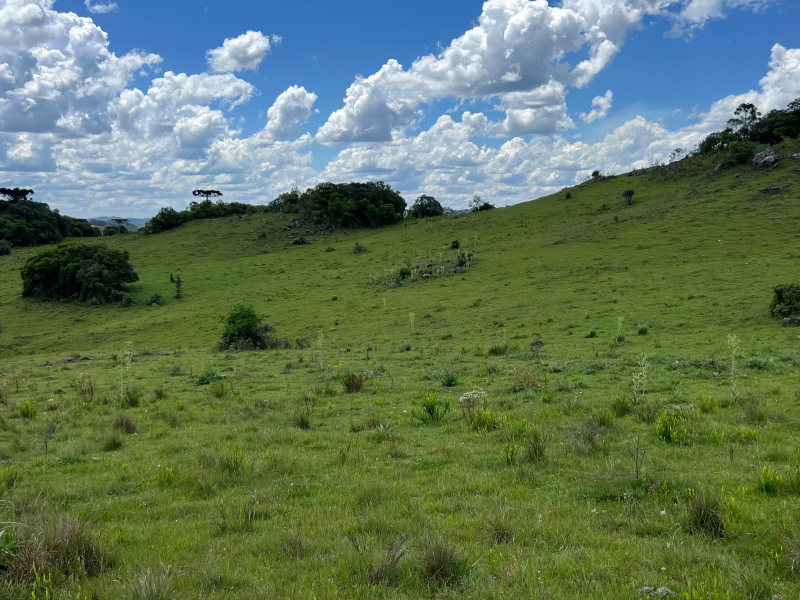 Área de 306 Hectares em Cazuza Ferreira