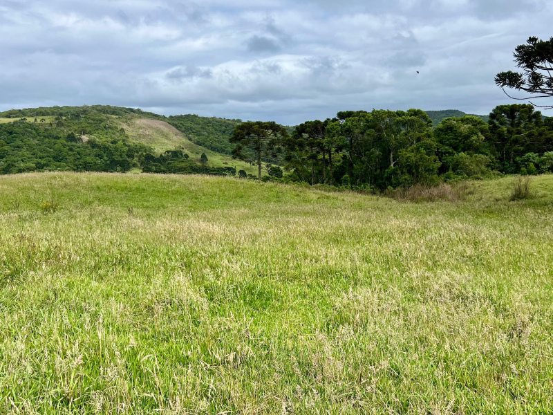 Fazenda de 445 Hectares em Riozinho
