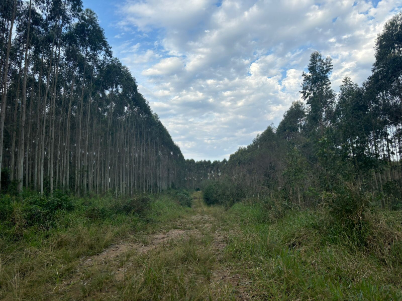 56,33 Hectares na Barra do Ribeiro/Rs