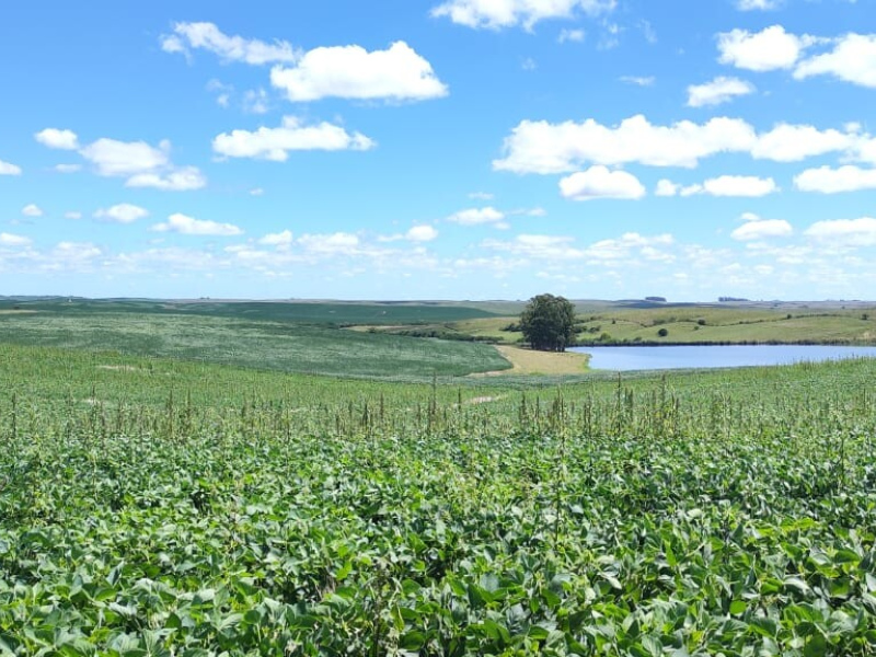 320 Hectares em Aceguá/Rs