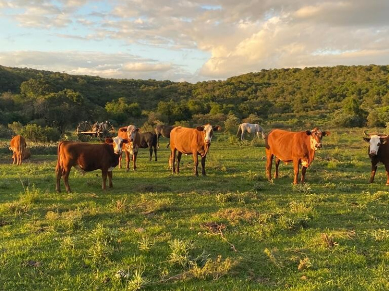 Fazenda com 715 Hectares em Santana do Livramento