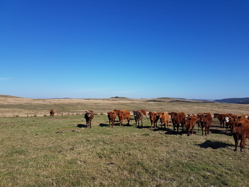 Fazenda com 759 Hectares em Rosário do Sul