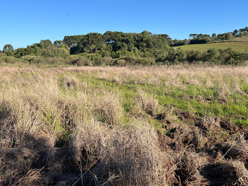 Área com 15,5 Hectares em Vacaria