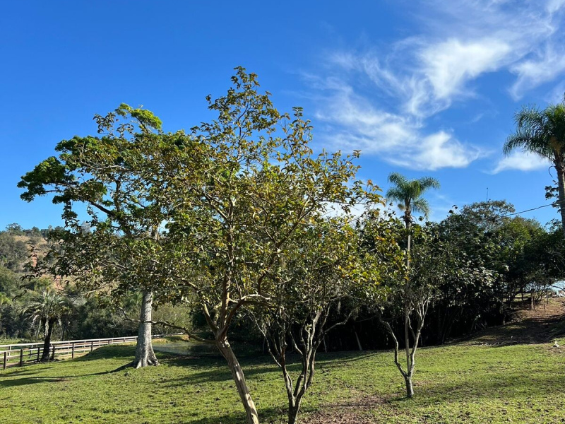 Sítio com 42 Hectares em Campo Bom