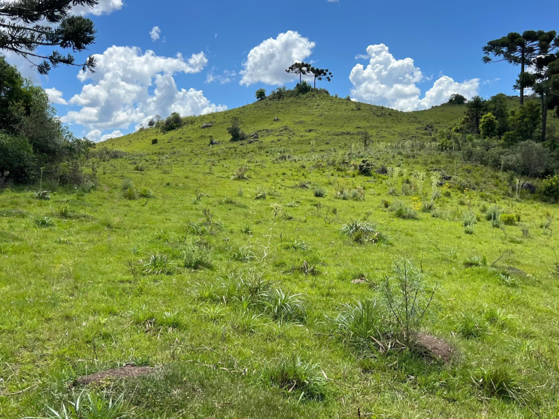 Área de 306 Hectares em Cazuza Ferreira