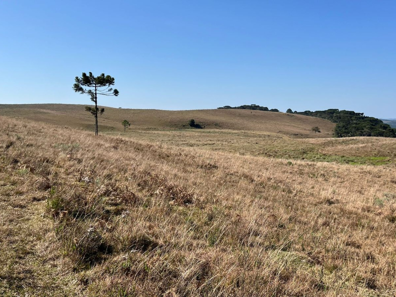 Fazenda com 223 Hectares em São Francisco de Paula