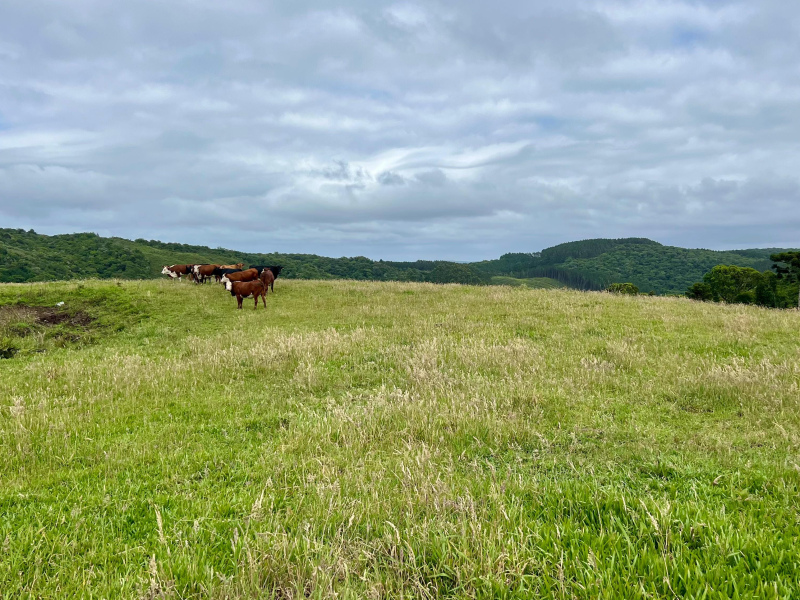 Fazenda de 445 Hectares em Riozinho