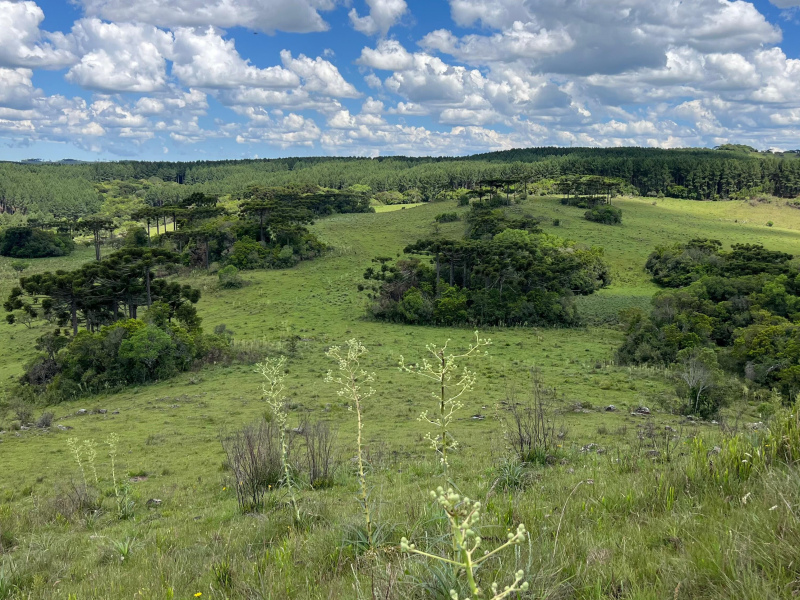 Área de 306 Hectares em Cazuza Ferreira