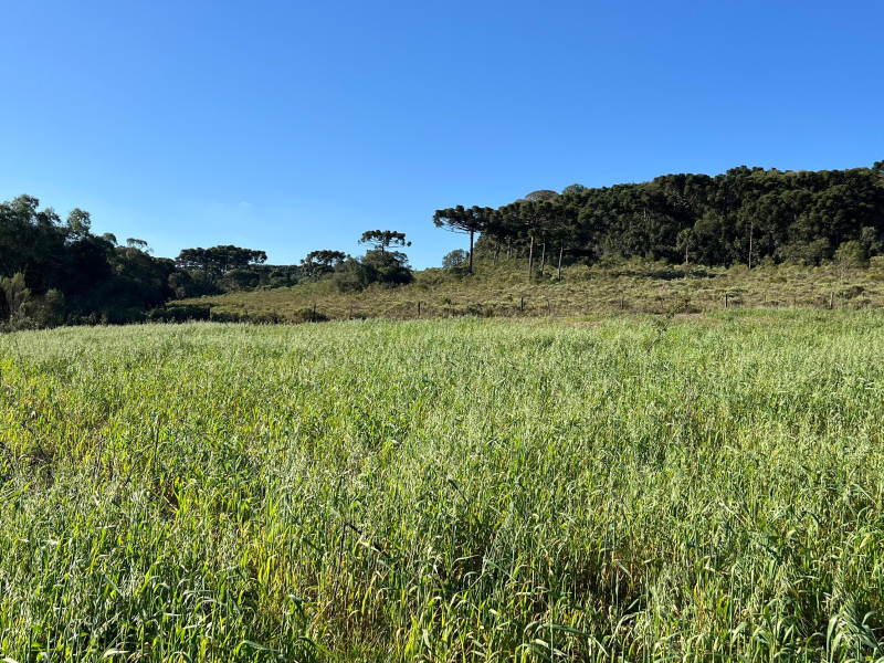 Área com 15,5 Hectares em Vacaria