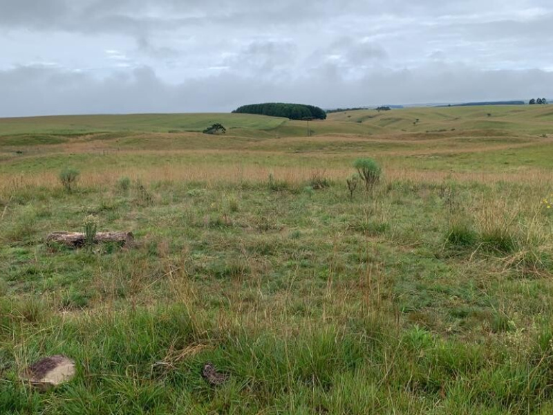 Fazenda com 910 Hectares em Jaquirana