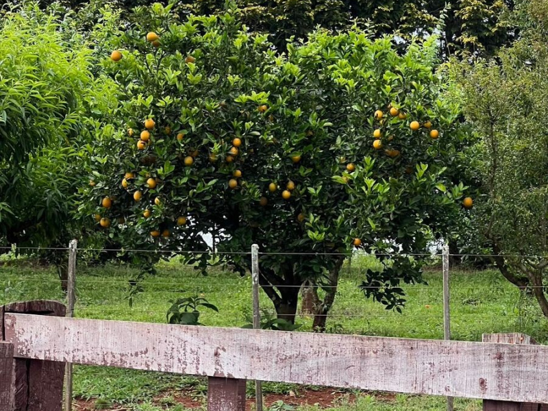 Cabanha com 61 Hectares em Muitos Capões