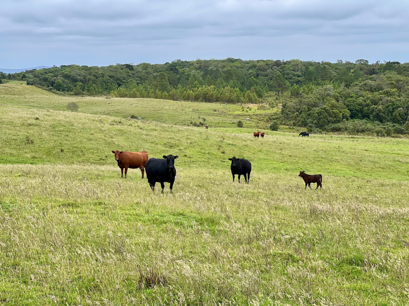 Fazenda de 445 Hectares em Riozinho