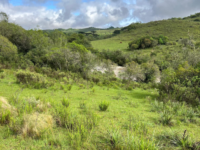 Área de 91 Hectares em Vacaria