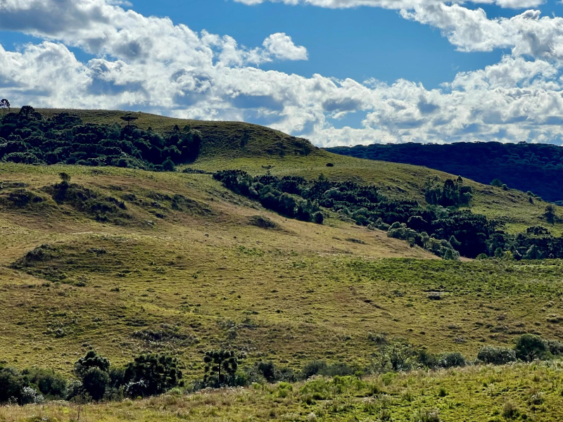 Fazenda com 277 Hectares em São Francisco de Paula