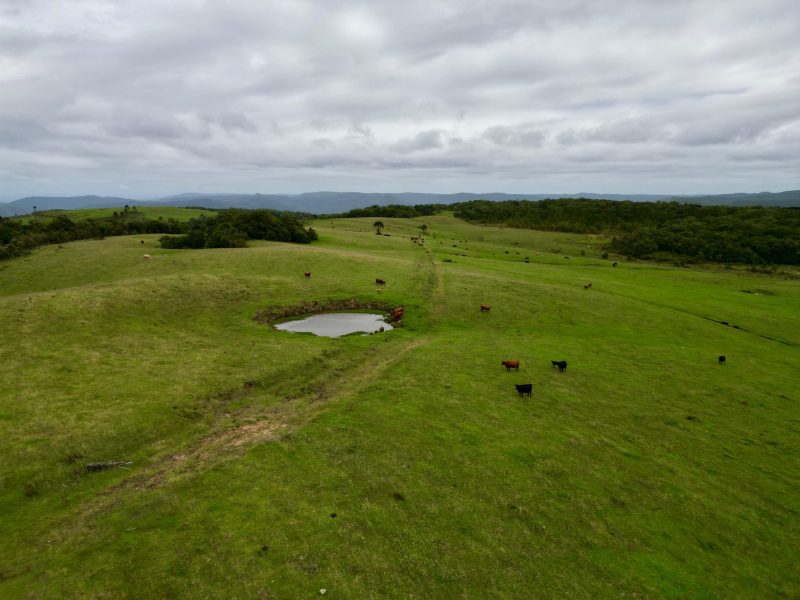 Fazenda de 445 Hectares em Riozinho