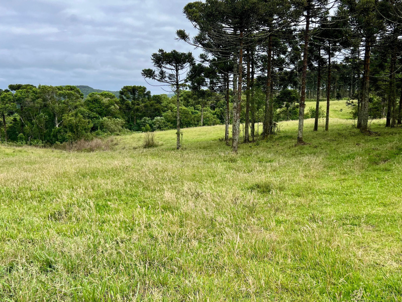 Fazenda de 445 Hectares em Riozinho