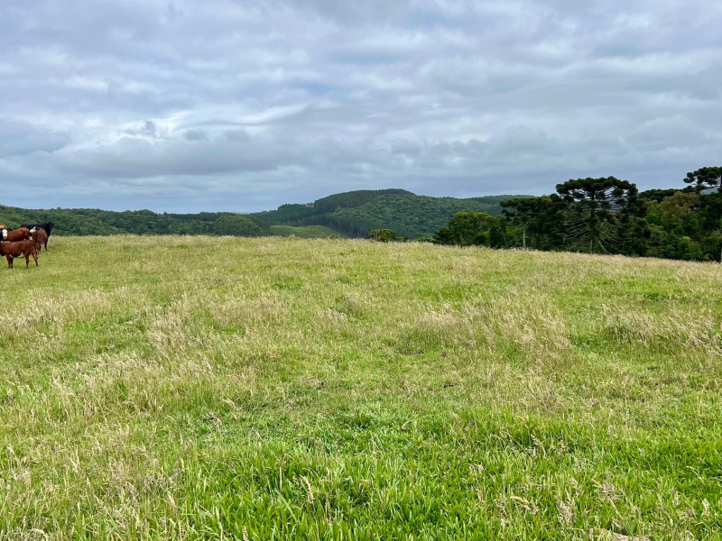 Fazenda de 445 Hectares em Riozinho