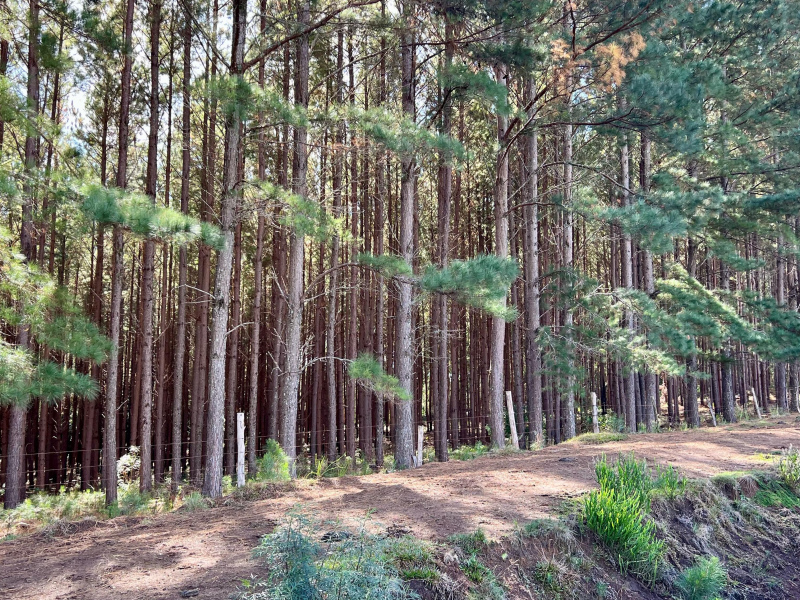 Fazenda com 425 Hectares em Caxias do Sul