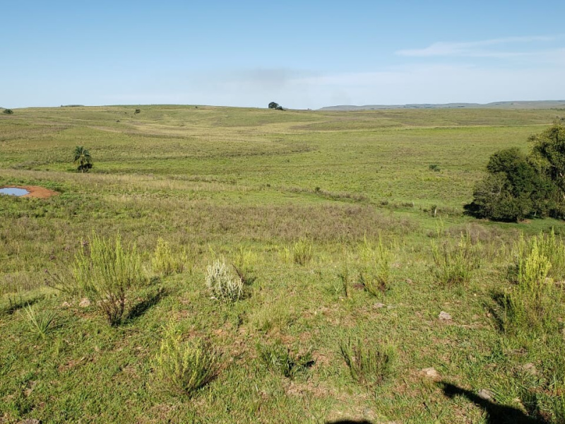 427 Hectares entre Rosário do Sul/Rs e Alegrete/Rs