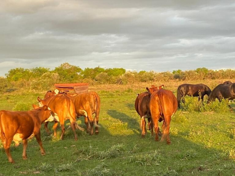 Fazenda com 715 Hectares em Santana do Livramento