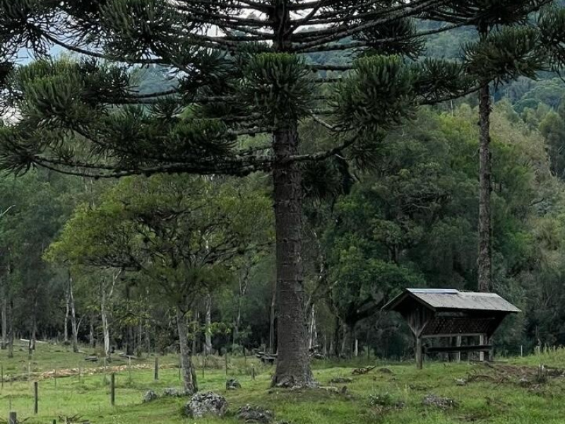 Chácara com 04 Hectares em Gramado