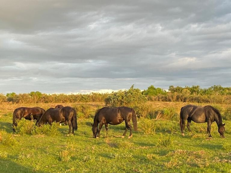 Fazenda com 715 Hectares em Santana do Livramento