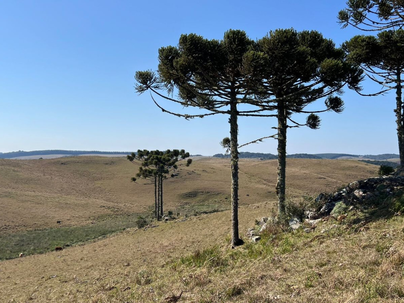 Fazenda com 223 Hectares em São Francisco de Paula