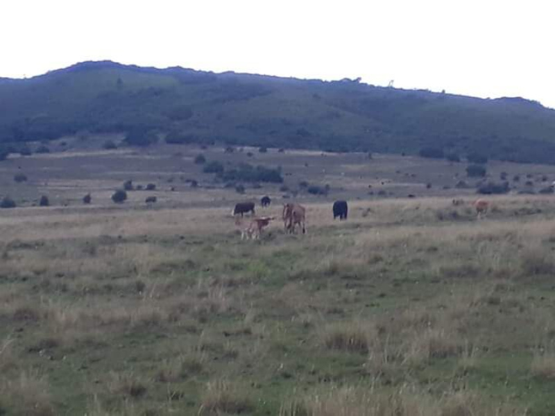 600 Hectares em Pinheiro Machado/Rs