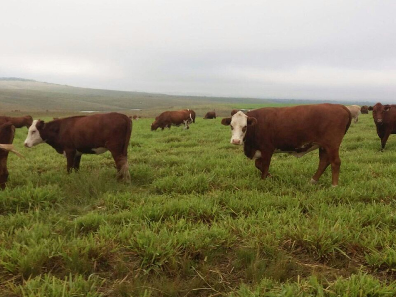 814 Hectares em Bagé/Rs