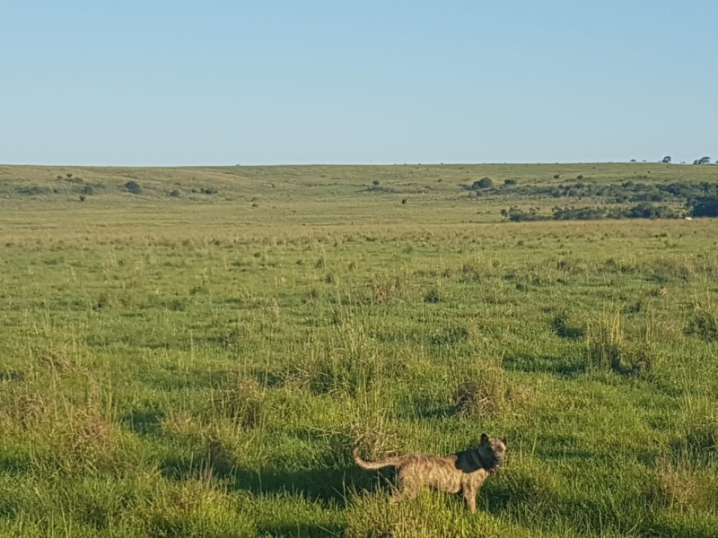 Fazenda com 759 Hectares em Rosário do Sul