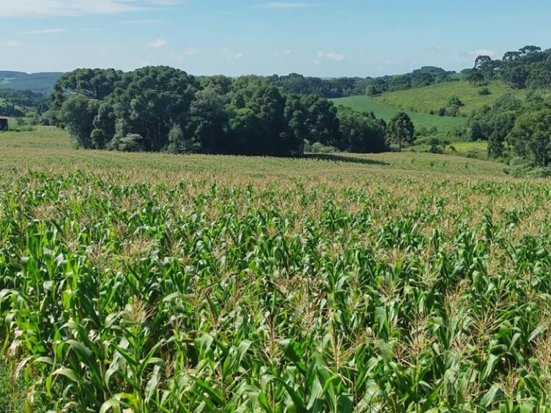 Área com 15,5 Hectares em Vacaria