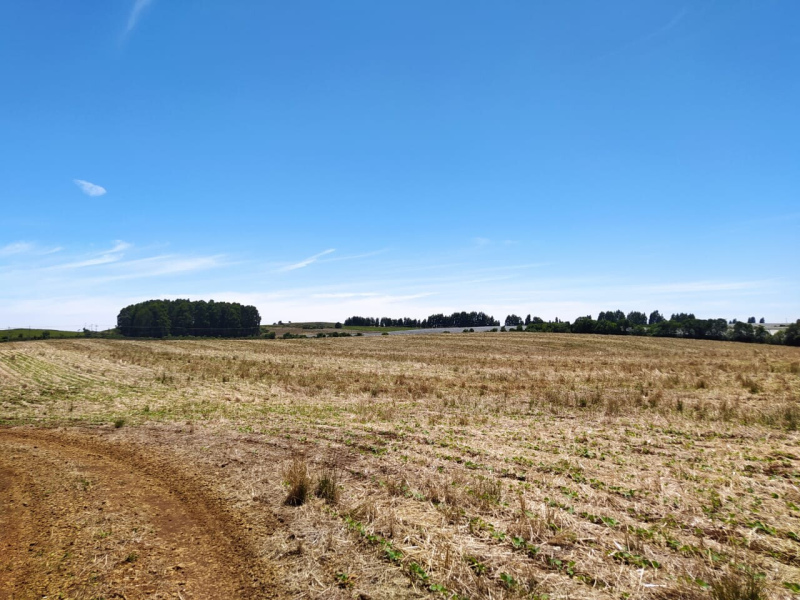 Área com 53 Hectares em Vacaria