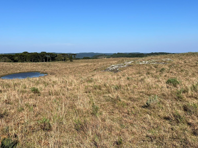 Fazenda com 223 Hectares em São Francisco de Paula