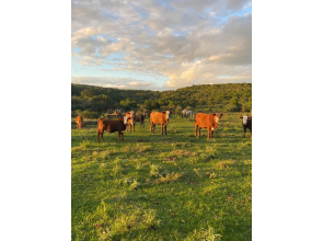 Fazenda com 715 Hectares em Santana do Livramento