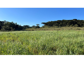 Área com 15,5 Hectares em Vacaria
