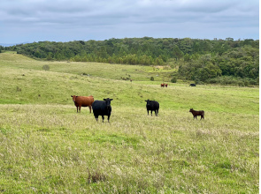 Fazenda de 445 Hectares em Riozinho