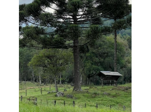 Chácara com 04 Hectares em Gramado