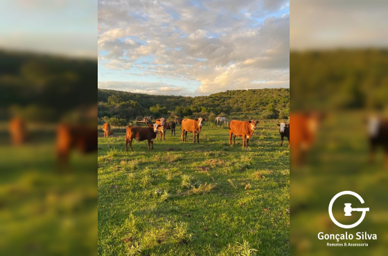 Fazenda com 715 Hectares em Santana do Livramento