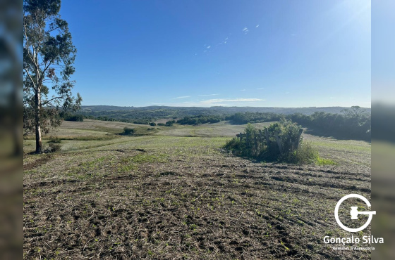 60 Hectares em Pinheiro Machado/Rs