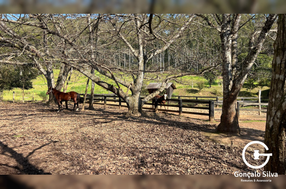 Propriedade Rural com 24 Hectares na Serra Gaúcha