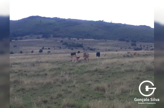 600 Hectares em Pinheiro Machado/Rs