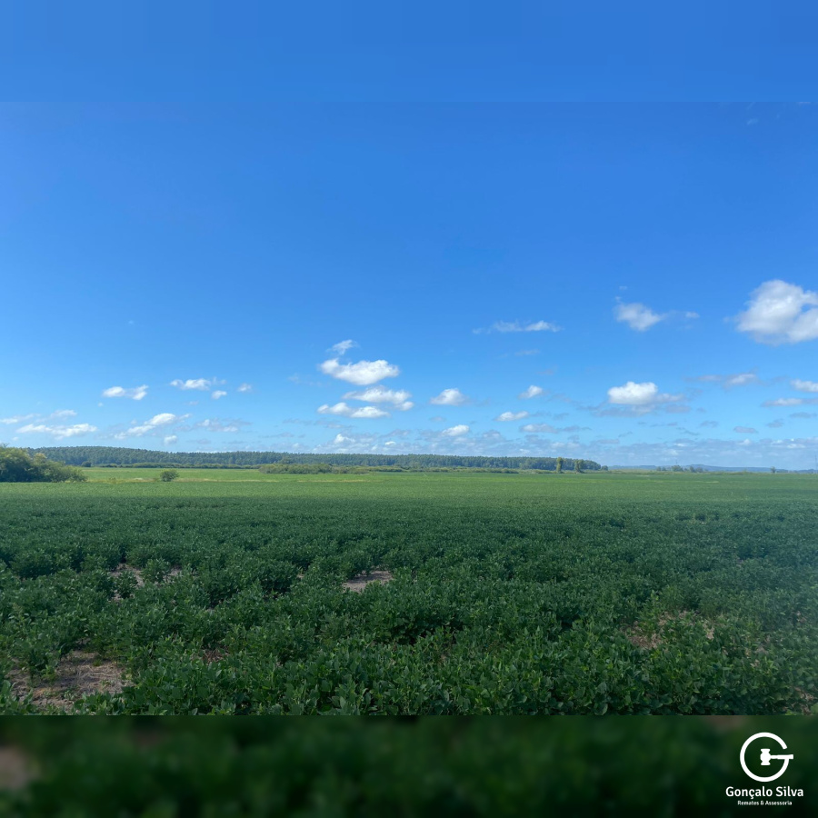 640 hectares em Charqueadas/RS