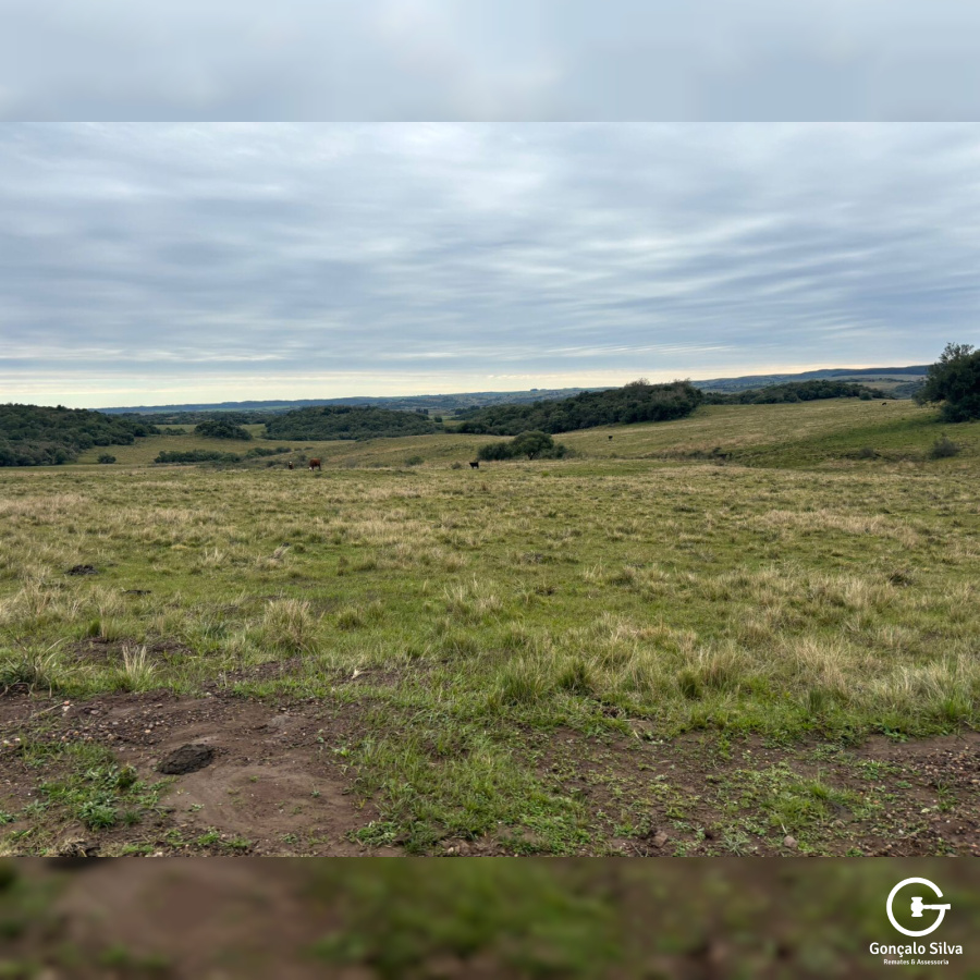 903 Hectares em Piratini/Rs