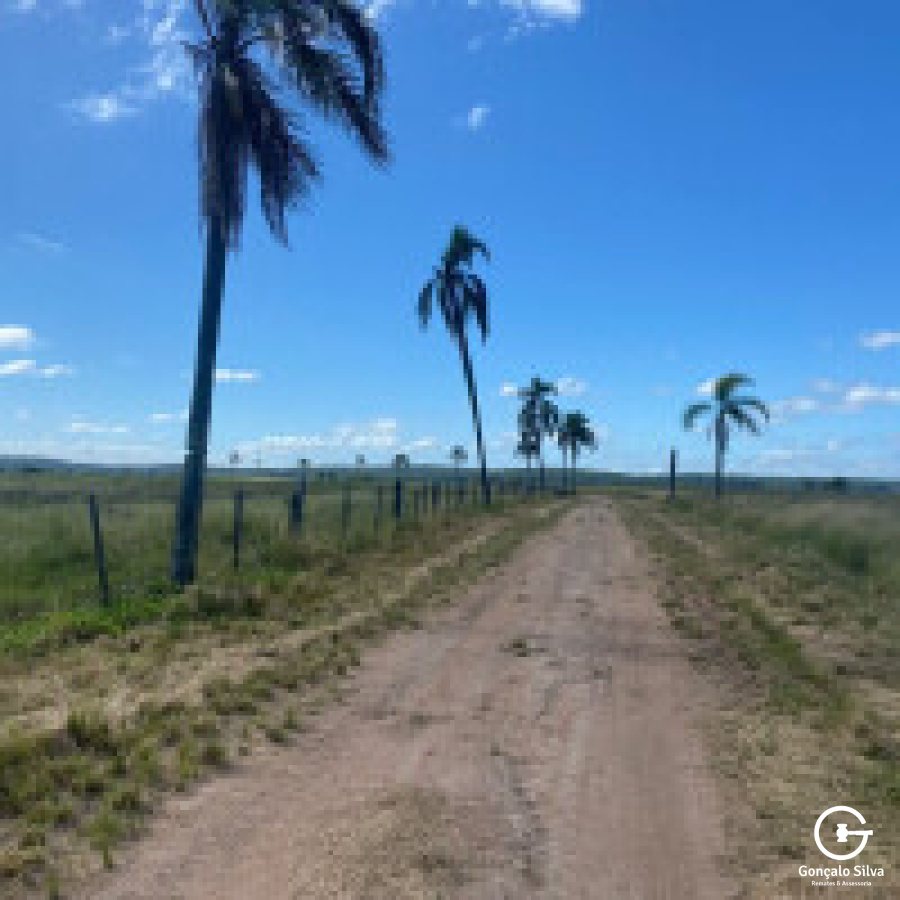 640 hectares em Charqueadas/RS