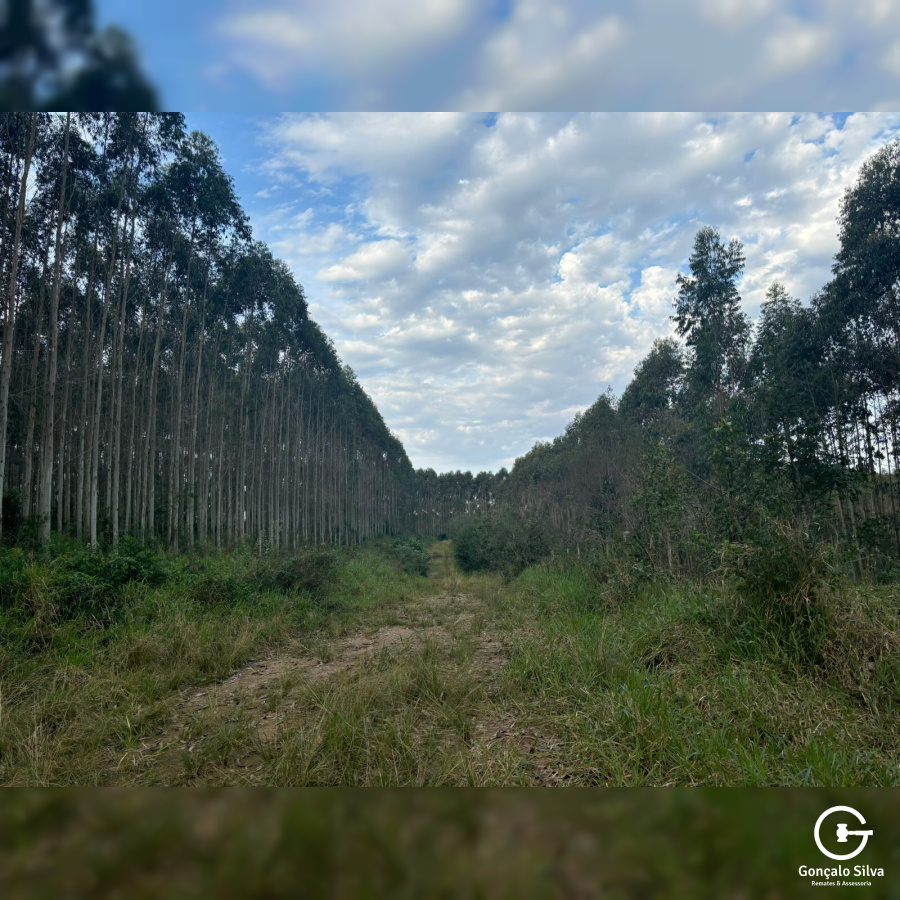56,33 Hectares na Barra do Ribeiro/Rs