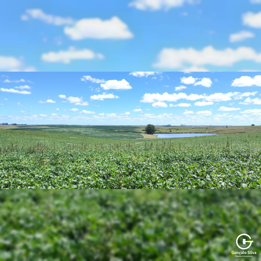 320 Hectares em Aceguá/Rs