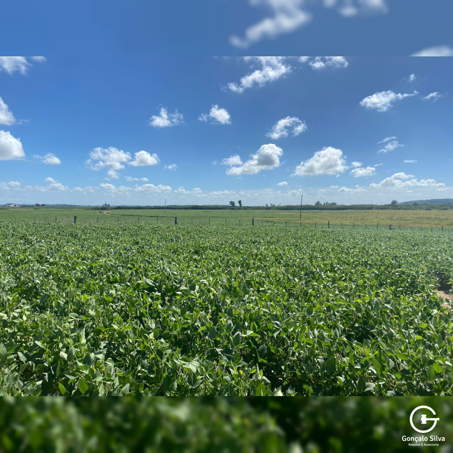 1.500ha Região de Pelotas/RS