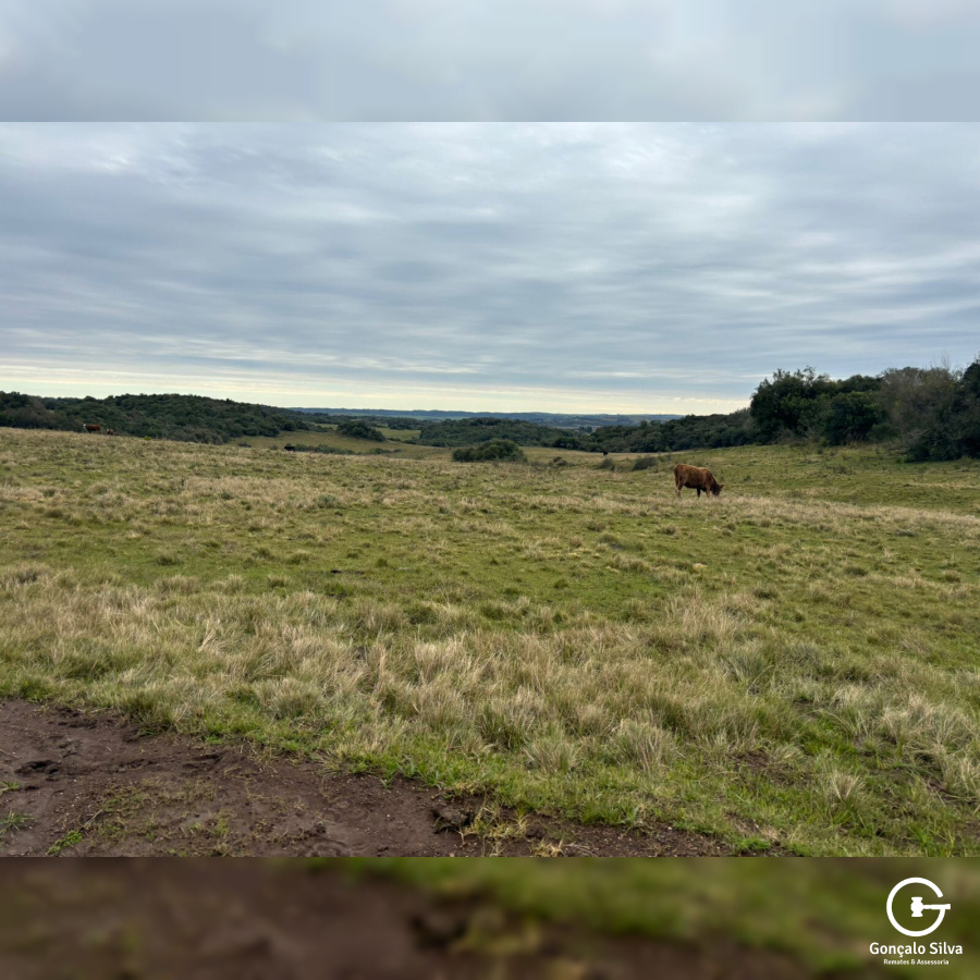 903 Hectares em Piratini/Rs